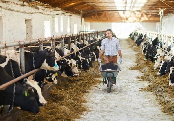 looking-after-cows-resize.jpg